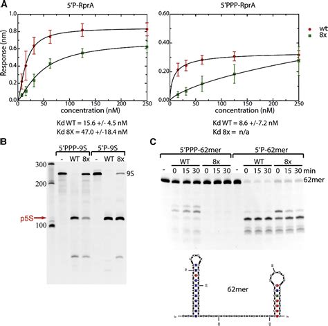 Substrate Recognition And Autoinhibition In The Central Ribonuclease