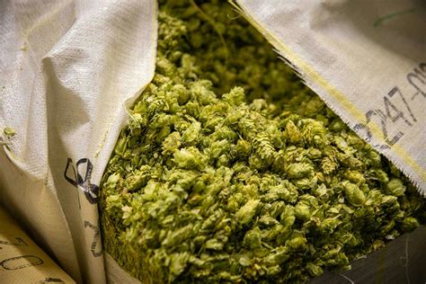 Torpedo Ipa Pack Sierra Nevada Brewing Co
