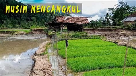 Suasana Sawah Perkampungan Pinggir Tebing Ciawi Rawahanja Jawa