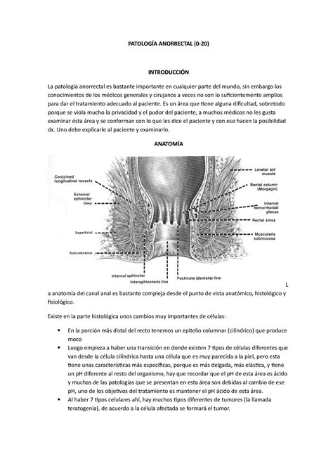 Patolog A Anorrectal Anorrectal La Anorrectal Es Bastante