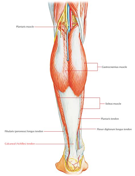 Achilles Tendon (Calceneal Tendon, Triceps Surae, Part) – Earth's Lab