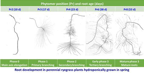 Plants Free Full Text Time Course Of Root Axis Elongation And Lateral Root Formation In