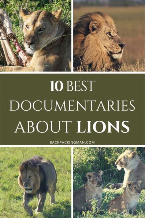 10 Best Documentaries About Lions - Backpackingman