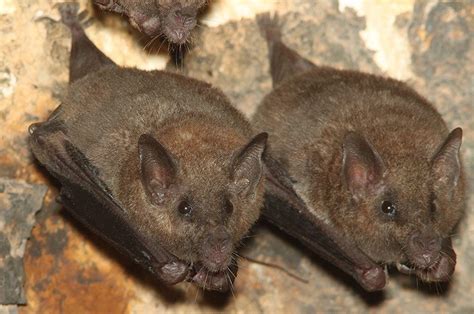 Lesser Long-nosed Bat Habitat & Management Information - LandPKS