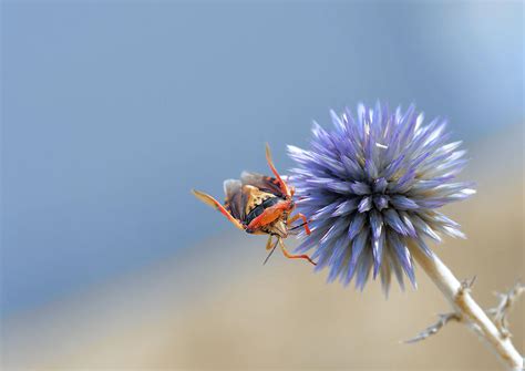 Between Heaven And Earth Photograph By Thierry Dufour Pixels