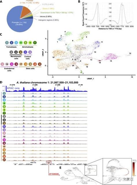 Mpsnrna Seq和snatac揭示了拟南芥根中染色质可及性对基因表达的影响 知乎