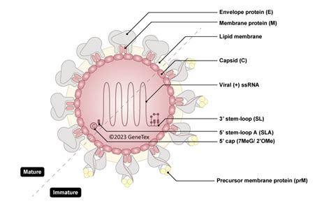 丙型肝炎病毒研究 Genetex中文官方网站