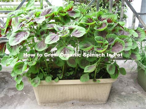 Complete Guide How To Grow Organic Spinach In Pot