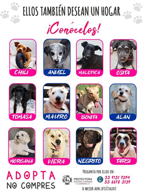 PNA México Adopta on Twitter No me desespero pero no olvides que