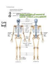 Biol Lec The Skeletal System Docx The Skeletal System