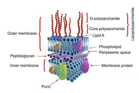 Gram Negative Cell Membrane