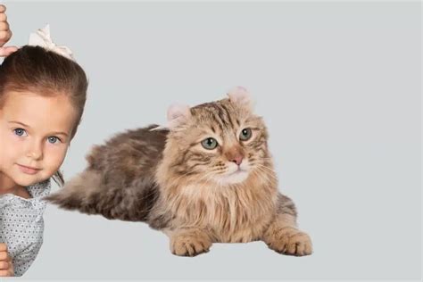 Le chat American Curl apparence alimentation caractère histoire santé