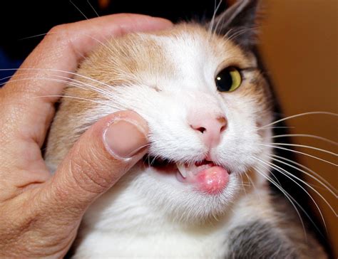 Úlcera na Boca de Gatos Causas e Tratamento