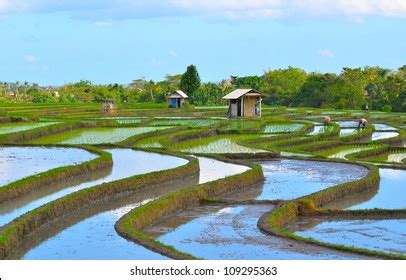 963 Padi Terrace Field Bali Indonesia Images, Stock Photos, 3D objects, & Vectors | Shutterstock