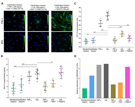 Effect Of Bay 11 7082 And Tm5275 On Pai 1 Inhibition In Vics Cultures