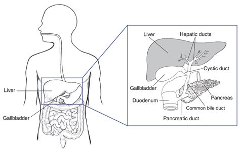 Illustration Of The Biliary System With The Liver Gallbladder