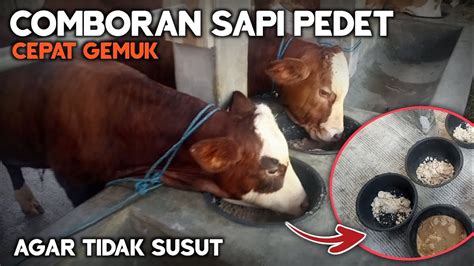 Resep Comboran Sapi Pedet Supaya Cepat Gemuk YouTube