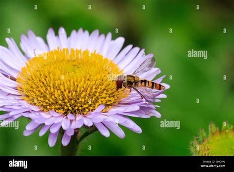 Marmalade Hoverfly Episyrphus Balteatus Adult Feeding Flower Stock