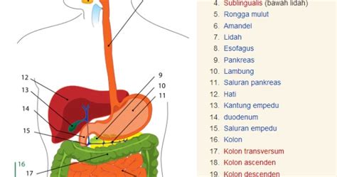 Sistem Pencernaan Manusia Lengkap Homecare24