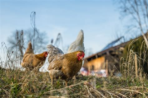 Vers De Farine S Ch S Pour Poules Conseils Et Achat