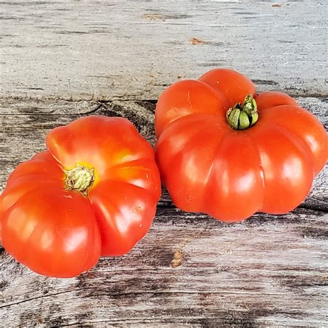 Tomato Costoluto Fiorentino