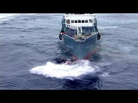 Fermare La Caccia Alle Balene L Australia Fa Causa Al Giappone Youtube