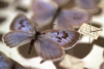 A question of height: Learning from reintroduction of once extinct butterfly in Britain