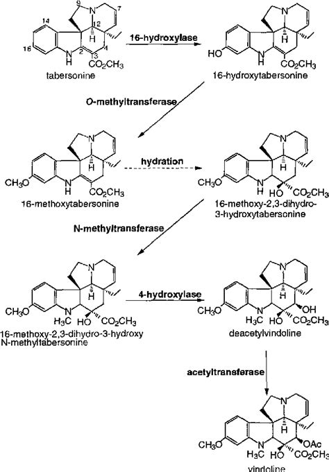 Figure From A Cytochrome P Monooxygenase Catalyzes The First Step