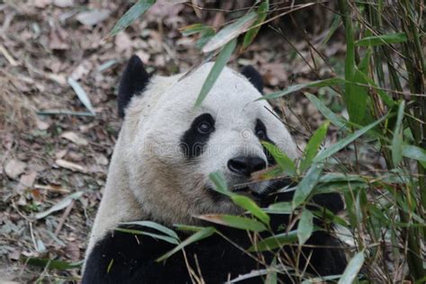 Visage Pelucheux En Gros Plan Du S De Panda Chengdu Chine Photo