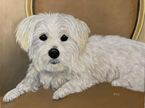 Maltese Dog Painting By Karen Zuk Rosenblatt Fine Art America