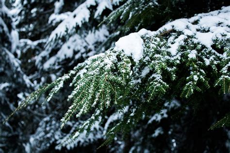 Pinos Cubiertos De Nieve Durante El D A Fondo De Pantalla Hd Smartresize