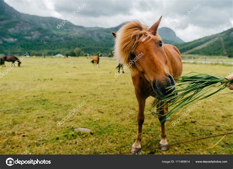 Wildlife in Norway. Scandinavian fjord beautiful horses on pasture eat ...