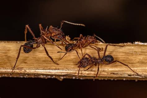 Hormiga Cortadora De Hojas Acromyrmex Adulta Foto Premium