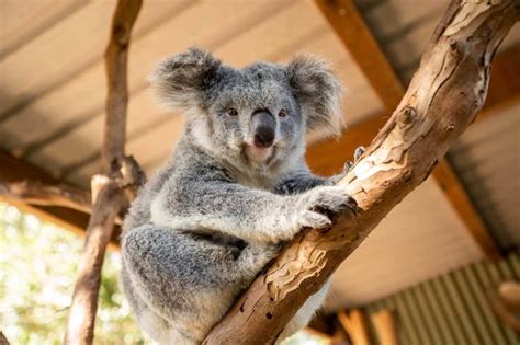 Featherdale Wildlife Park Ticket In Sydney Klook Australia