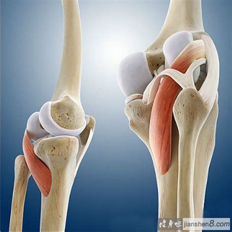 膝关节3d结构解剖图带你去看你的膝盖深处3 健身吧