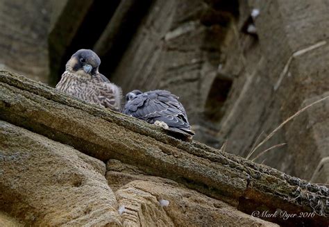 Juvenile Peregrines Falco Peregrinus Mark Dyer Wildlife Photography Flickr