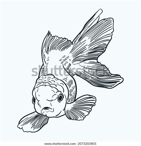 Vintage Hand Drawn Oranda Goldfish Stock Vector Royalty Free