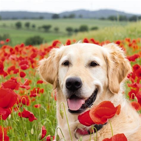 Poppy Retriever | OCD-UK
