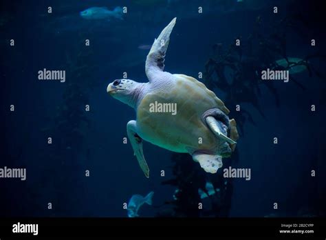 Loggerhead Sea Turtle Caretta Caretta Diving Underwater Stock Photo