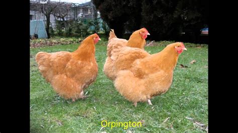 English Chicken Breeds Youtube