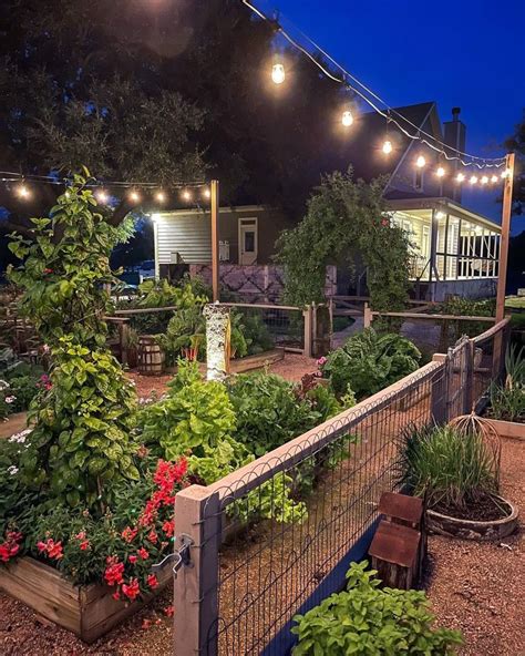 Rhonda Texas Master Gardener On Instagram A Beautiful Nighttime