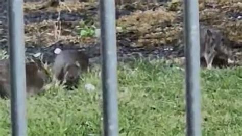 Binmen say rat-infested street in Glasgow is a safety crisis - BBC News