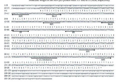 Nucleotide And Deduced Amino Acid Sequence Of Mn Cycb The Nucleotide