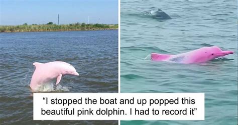 Rare Pink Dolphin Spotted At The Coast Of Louisiana Bored Panda