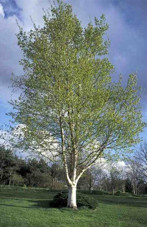 Trees Planet Betula Pendula Silver Birch Warty Birch European