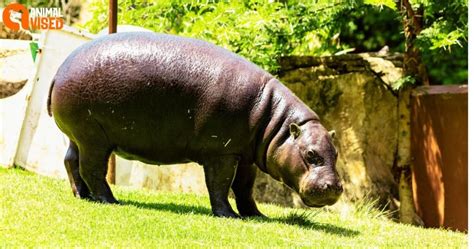 Pygmy Hippopotamus Best Animals, Diet, Habitat & Pictures 2024