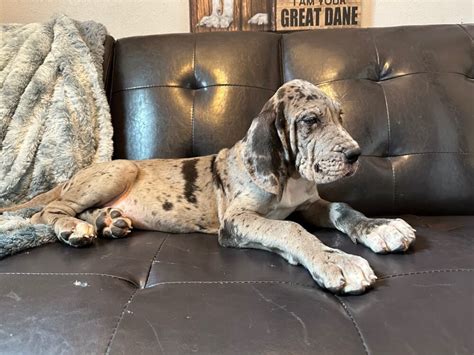 Akc Euro Merle Male Great Dane Great Dane Puppies For Sale In