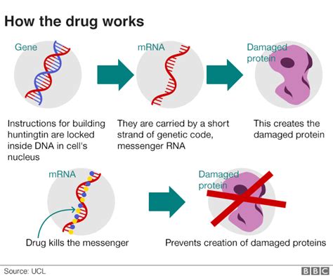 Huntingtons Breakthrough May Stop Disease Bbc News