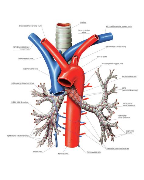 Trachea And Bronchi Photograph By Asklepios Medical Atlas The Best