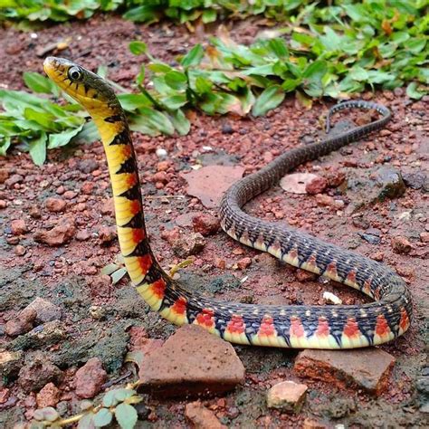 1034 best Snakes images on Pinterest